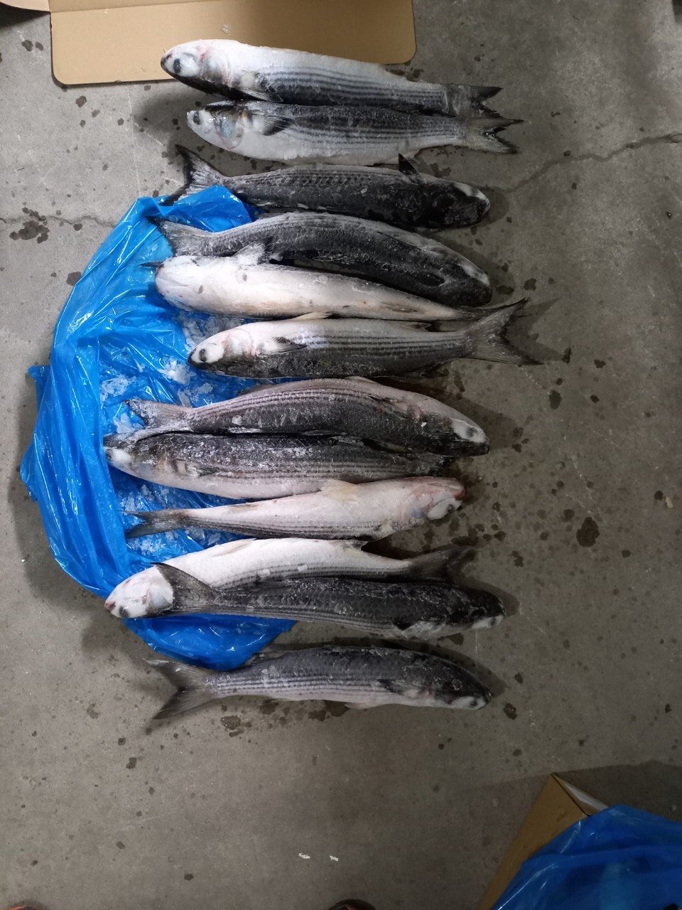 Cá đối Nhật Bản size 1-1,2kg/con, 1,3-1,7kg/con ; 15kgs/thùng>
                                  </a></p>
                                  
                                  <p>
                                      <a href=