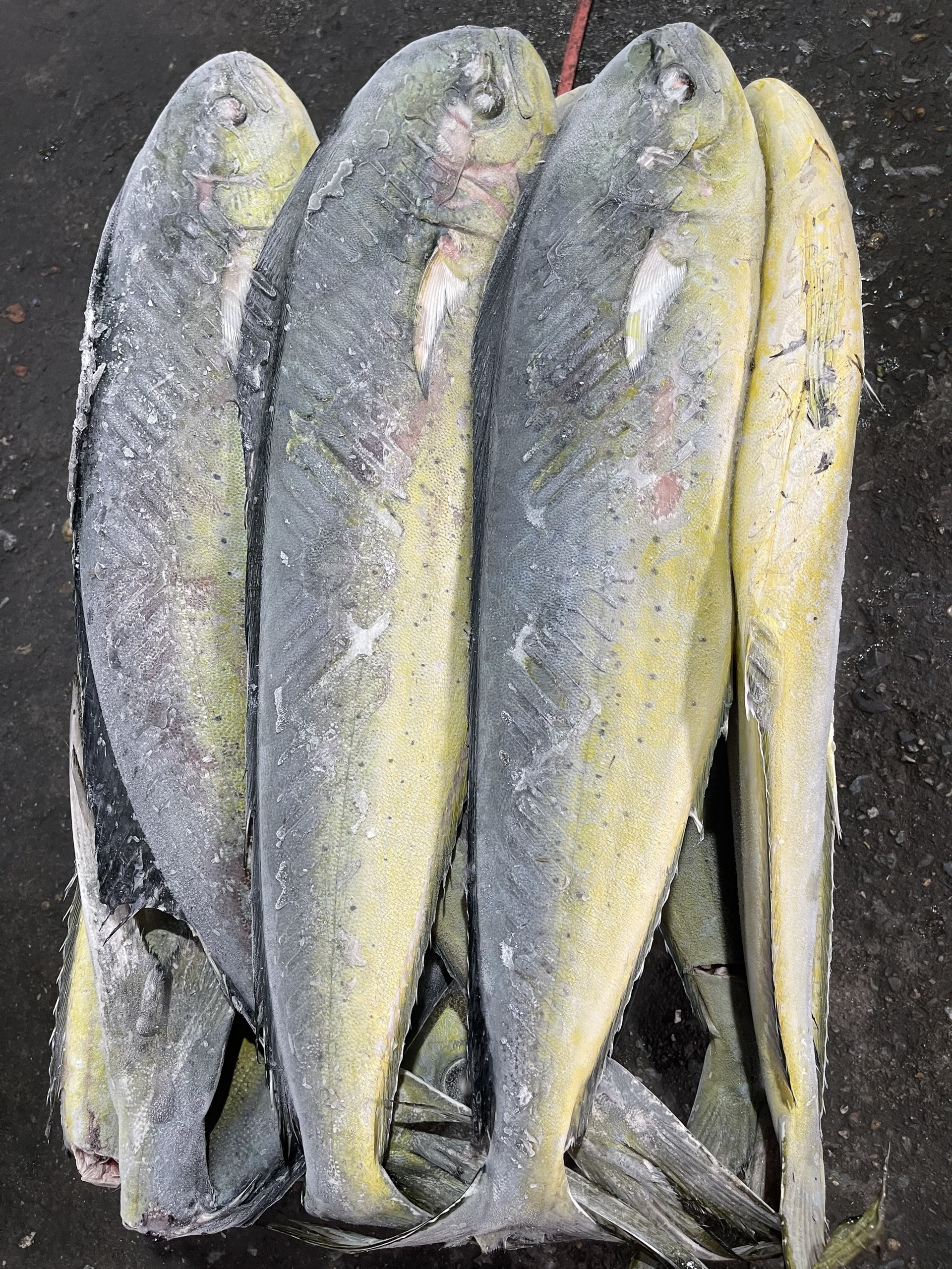 cá chủa lồ sz 2kg, lồng 20kg>
                                  </a></p>
                                  
                                  <p>
                                      <a href=