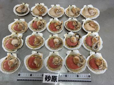 Sò điệp nguyên vỏ, 7-10pcs/kg 20kgs/ctn.