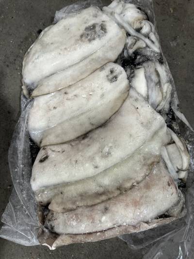 mực oman size 3-4kg/con, 24kgs/thùng ( mặt trời )