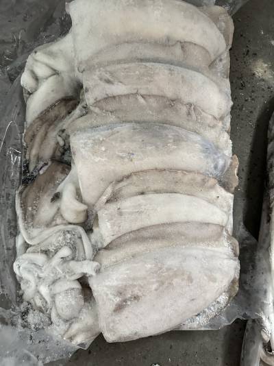 mực oman sz 2-3kgs/con, 24kgs/thùng ( mặt trời )