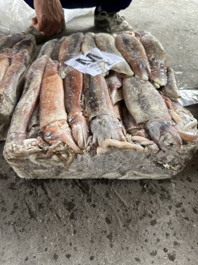 mực ống argen, size 300-400