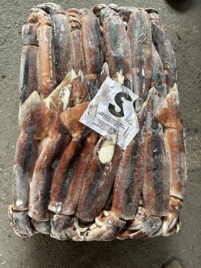 mực ống argen sz 200-300g