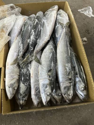 Cá nục nguyên con nhập khẩu Nhật Bản, 15kgs/thùng