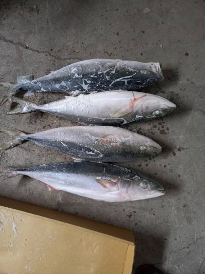 cá cam nhật thùng mã cân, sz 3-4,5kg/con