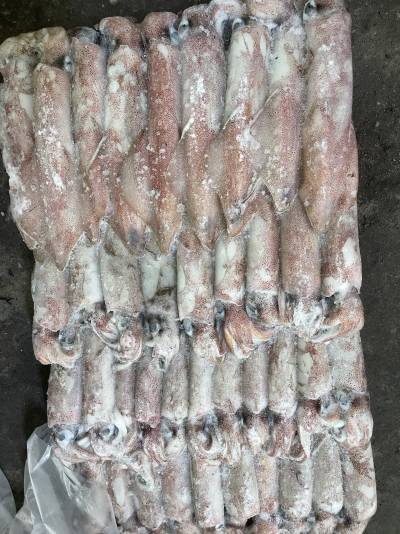 mực ống số mặt trời số 5