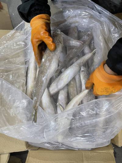 cá đối trung quốc sz 1,2-1,5kg/con, thùng 10kgs