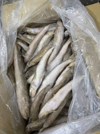 cá mối thùng 10kg