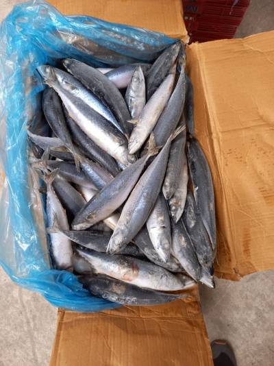 cá nục hoa Trung Quốc sz 200-300g, thùng 10kg