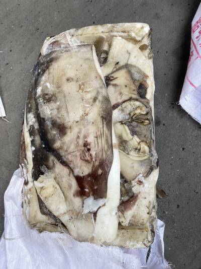 mực xà miếng đóng bao 20kg