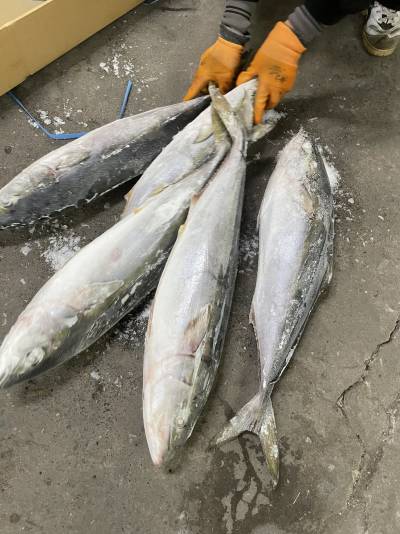 cá cam nhật thùng mã cân, sz 4-5kg/con