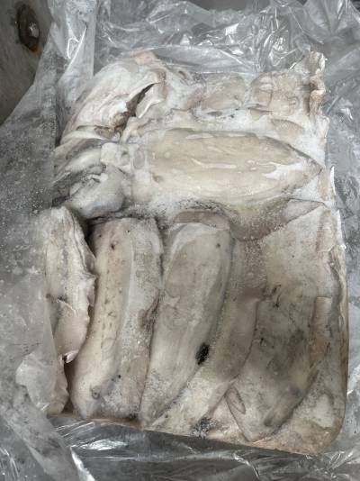 mực mai oman mặt trời sz 1-2kg/con, thùng 24kg