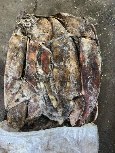 mực xà nguyên con sz 1-3kg/con, đóng bao 20kg