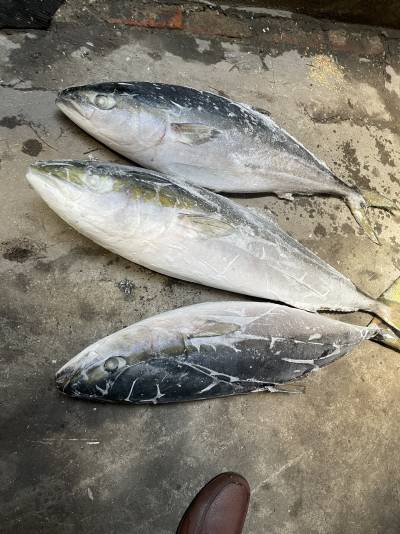 cam nhật thùng mã cân, sz 6-8kg/con