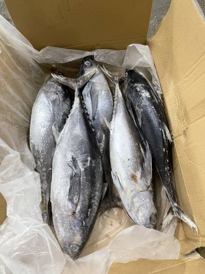 cá ngừ vẩy malaysia sz 1,5-2kg/con, thùng 9,5kg