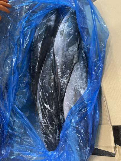 cá cam nhật thùng mã cân, sz 5-7kg/con